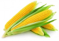 玉米（学名：Zea mays）