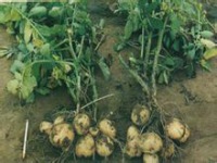 马铃薯-又名土豆（potato）