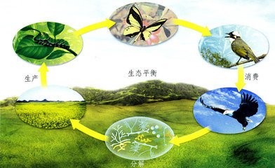 生态平衡是指什么