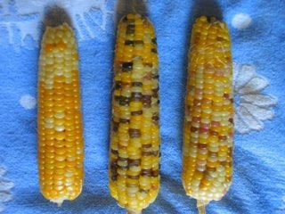 德国禁止转基因玉米商业化种植